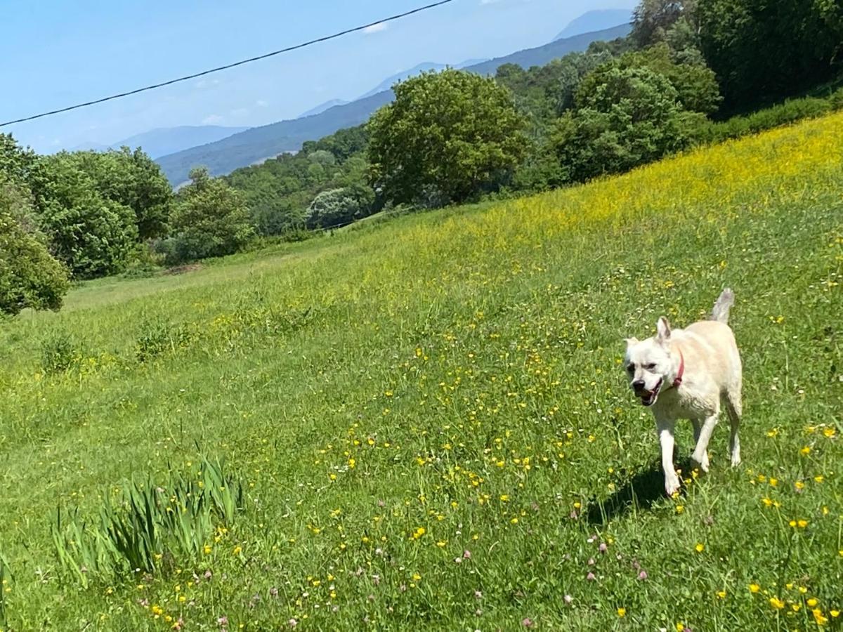 Gite Cocotte Luberon, Forcalquier Pierrerue  Exteriör bild